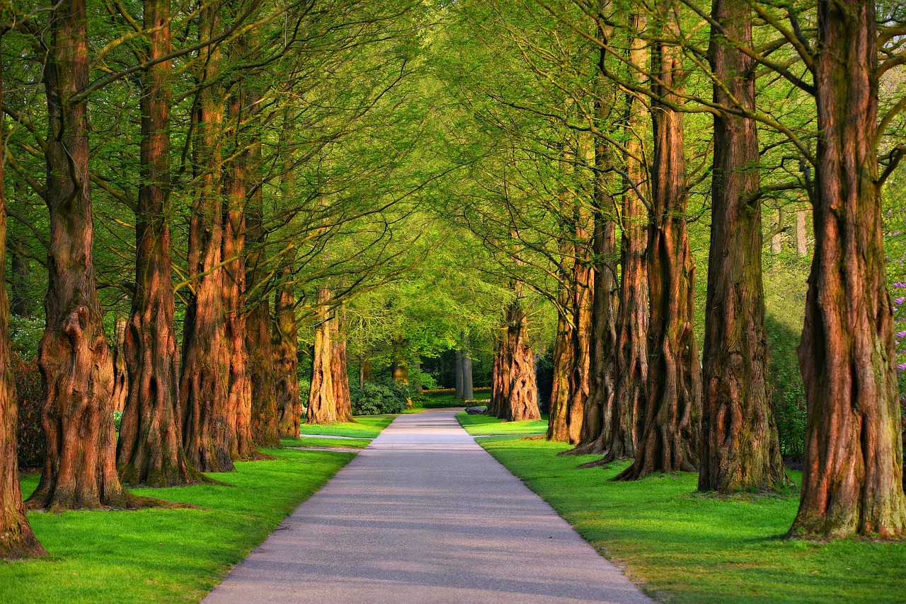 What Role Do National Parks Play in Conservation?